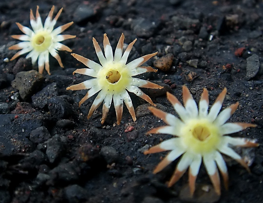 گیلاس اسپانیایی